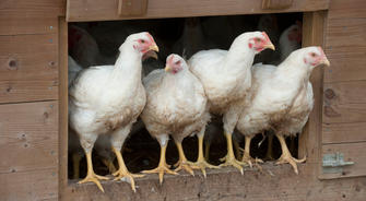 Influenza Aviaire : La France en risque élevé