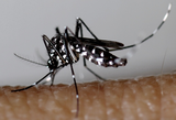 Prévention du chikungunya et de la dengue